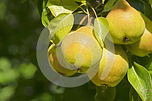 Branch of ripe organic cultivar of pears close-up in the summer garden