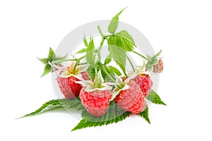 Branch of ripe pink raspberries with leaves isolated on white background, macro
