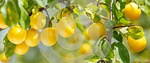 Branch of ripe plums in a garden