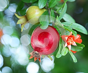 Branch with ripe pomegranate