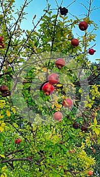 Branch with ripe pomegranate in Split, Croatia