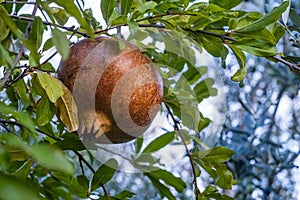 Branch with ripe pomegranate on tree. Autumn harvest