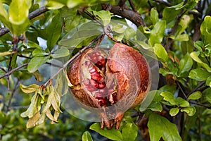 Branch with ripe pomegranate on tree. Autumn harvest