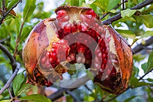 Branch with ripe pomegranate on tree. Autumn harvest