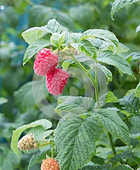 Branch of ripe raspberries