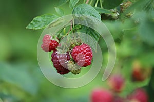 Branch of ripe raspberries in a garden on blurred green background.