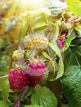 Branch of ripe raspberries in garden.