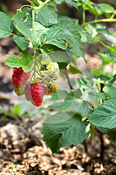 branch of ripe raspberries in a garden