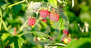 Branch of ripe raspberries in a garden, close up of branch of ripe raspberry. Red sweet berries growing on raspberry