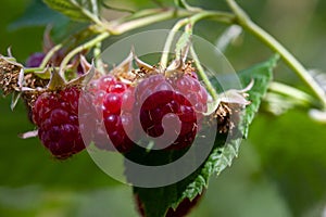 branch of ripe raspberries in a garden