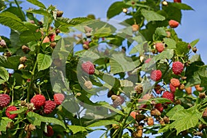 A branch of ripe raspberries in the garden. Red sweet berries grow on a raspberry bush in an orchard