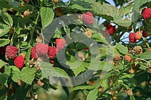 A branch of ripe raspberries in the garden. Red sweet berries grow on a raspberry bush in an orchard