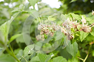 Branch of ripe raspberries in garden. Red sweet berries growing on raspberry