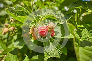 Branch of ripe raspberries in garden. Red sweet berries growing on raspberry bush