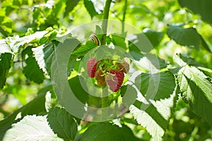 Branch of ripe raspberries in garden. Red sweet berries growing on raspberry bush