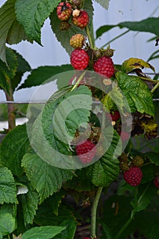 Branch of ripe raspberries in garden. Red sweet berries growing on raspberry bush in fruit.
