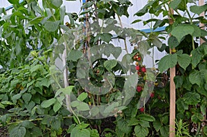 Branch of ripe raspberries in garden. Red sweet berries growing on raspberry bush in fruit.