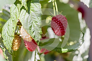 Branch of ripe raspberries in garden. Red sweet berries growing on raspberry bush in fruit garden