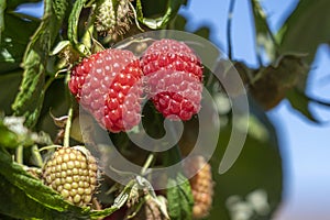 Branch of ripe raspberries in garden. Red sweet berries growing on raspberry bush in fruit garden