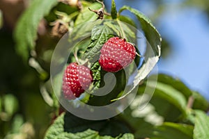 Branch of ripe raspberries in garden. Red sweet berries growing on raspberry bush in fruit garden