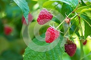 Branch of ripe raspberries in garden. Red sweet berries growing on raspberry bush in fruit garden