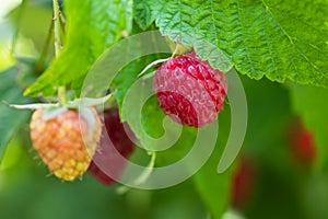 Branch of ripe raspberries in garden. Red sweet berries growing on raspberry bush in fruit garden