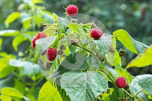 Branch of ripe raspberries in garden. Red sweet berries growing on raspberry bush in fruit garden