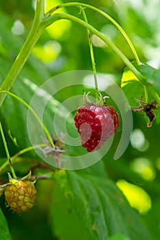 Branch of ripe raspberries in garden. Red sweet berries growing on raspberry bush in fruit garden