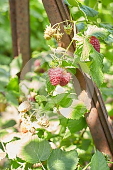 Branch of ripe raspberries in garden. Red sweet berries growing on raspberry bush in fruit garden.