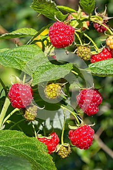 Branch of ripe raspberries in garden. Red sweet berries growing on raspberry bush in fruit garden