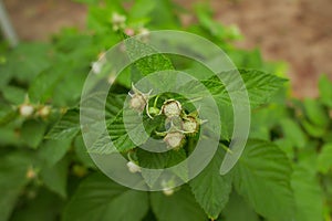 Branch of ripe raspberries in garden. Red sweet berries growing on raspberry bush in fruit garden.