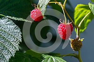 Branch of ripe raspberries in garden. Red sweet berries growing on raspberry bush in fruit garden