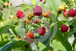 Branch of ripe raspberries in garden. Red sweet berries growing on raspberry bush in fruit garden