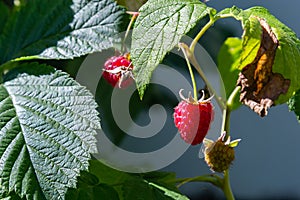 Branch of ripe raspberries in garden. Red sweet berries growing on raspberry bush in fruit garden