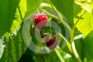 Branch of ripe raspberries in garden. Red sweet berries growing on raspberry bush in fruit garden