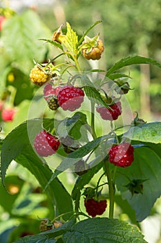 Branch of ripe raspberries in garden. Red sweet berries growing on raspberry bush in fruit garden