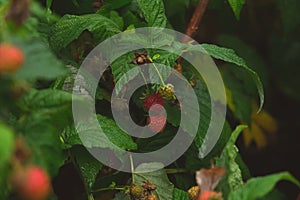 Branch ripe raspberries in garden. Red sweet berries growing on raspberry bush in fruit garden.