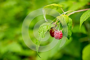 Branch of ripe raspberries in garden. Red sweet berries growing on raspberry bush in fruit garden.Juicy berry against a