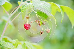 Branch of ripe raspberries in garden. Red sweet berries growing on raspberry bush in fruit garden.Summer garden in