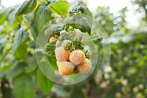 Branch of ripe raspberries in garden. Yellow, white sweet berries growing