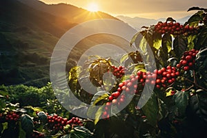 branch of ripe red coffee beans growing in mountain at sunset