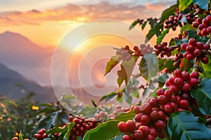 branch of ripe red coffee beans growing in mountain at sunset