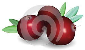 Branch of ripe red cranberries