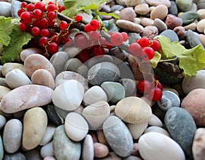 Branch Of Ripe Red Currant Berries And Green Leaves On A Smooth Rocks Detailed Stock Photo