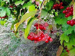 The branch with ripe red fruits of the Viburnum opulus and yellow-green leaves weighs above the ground
