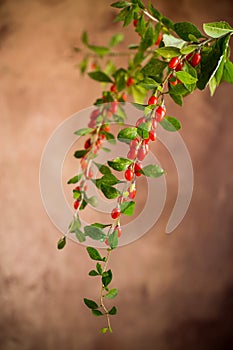 Branch with ripe red goji berry on brown background
