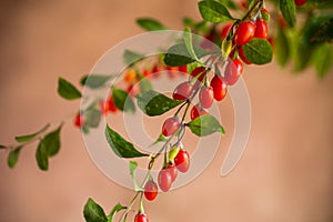 Branch with ripe red goji berry on brown background