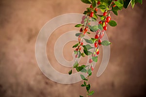 Branch with ripe red goji berry on brown background