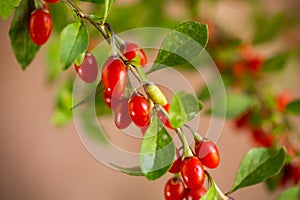 Branch with ripe red goji berry on brown background