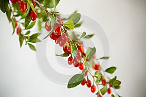 Branch with ripe red goji berry on grey background